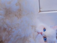 Erkek İran Persian 10 aylık