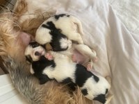 Evcil köpek yavruları