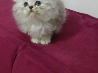 Anne sütünden kesildiler british scottish longhair yavrular