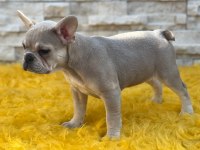 Lilac french bulldog yavru