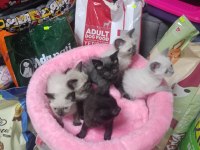 YAVRU KEDİLERİMİZ YENİ SAHİBİNİ BEKLİYOR