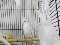 Albino kırmızı göz sultan papağanı