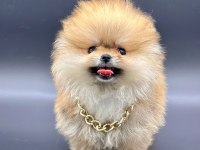 Safkan Pomeranian Boo Bebekler
