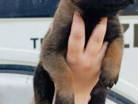 Belçika malinois YAVRULARIMIZ IRK GARANTİLİDİR
