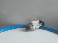 1.5 aylık yavru hamsterlar