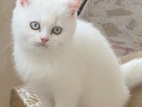 SCOTTİSH UFAKLIK SAHİPLENDİRİLMEYE HAZIR