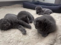 Muhteşem Bebek Kediler