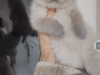 Sağlıklı british shorthair pofuduk yavrularımı teslime hazır