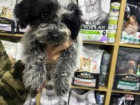 Maltipoo yavrular