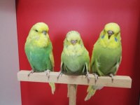Bebek Show Jumbo Muhabbet Kuşlar