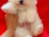 En Uyguna En Kaliteli Pomeranian