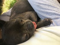 Zeyna sahibinden french bulldog