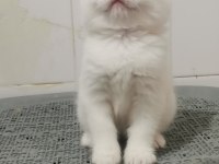 Teslime hazır bebek british shorthair