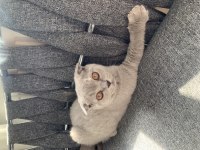 Scottish Fold Lilac Renk
