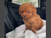 TOY POODLE YAVRULARIMIZ