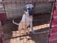 3.5 AYLIK KANGAL ERKEK YAVRU