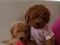 Yavru toy poodle