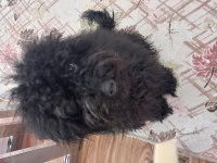 6 aylık Siyah Toy Poodle