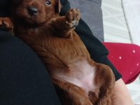 0 numara kore poodle