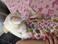 Lili 6 aylık dişi köpeğimiz