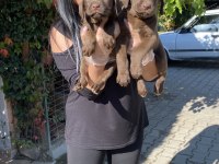 Çikolata labrador yavrularım