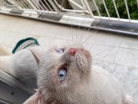 2 yaşında british shorthair 1 doğum yaptı