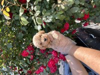IRK GARANTİLİ ORİJİNAL MALTİPOO YAVRULAR