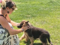 SECERELİ ALMAN ÇOBAN KÖPEĞİ YAVRULARI