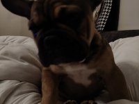 Daha 3 aylık çok tatlı çok sevimli ve uysal french bulldog