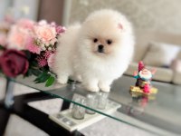 MİNİ BOY AYICIK POMERANİAN