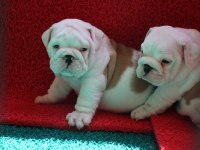 SEVİMLİ TOMBİŞ KÖPEKLER