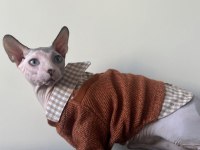 2 yaşında erkek uysal her hayvanla geçinebilen sphynx