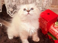 Dişi scottish fold kedisi