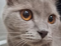 Çok uysal sevecen scottish fold