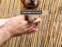 Toy Poodle Yavrumuz