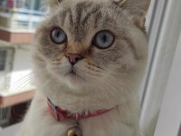British Shorthair Kedi