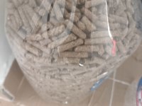 Hollanda cüce tavşanı