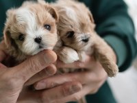 Yarışma Düzeyi Kore Micro Boy Maltipoo Cindy