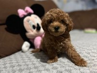 Toy poodle yavrularımız