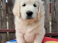 Golden Retriever Kapıda Ödeme Hizmetimiz Vardır