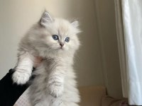 Pofuduk british longhair bebekler