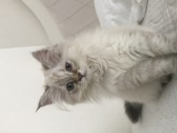 British longhair yavrumuz uyguna sahiplendirilecek