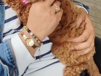 Poodle bebeğimiz yeni yuvasını bekliyor