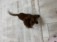 Teacup poodle 1.5 kg 7 aylık erkek aşıları tam