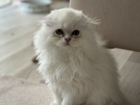 Dünyalar güzeli scottish fold bebekler