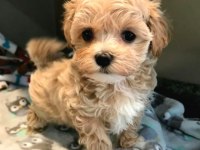 A Kalite Kore Maltipoo