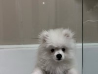 Pomeranian boo