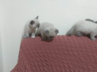 Yeni Yuvalarını Arayan Scottish Fold Yavrular