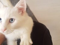 9 Aylık Boncuk Mavisi Deli Çocuk Kedimiz