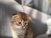 İstediğiniz cins kedimiz için mesaj atınız